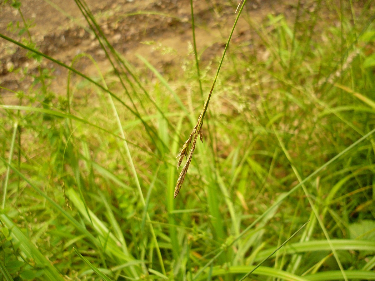 Carex sylvatica subsp. paui (Cyperaceae)